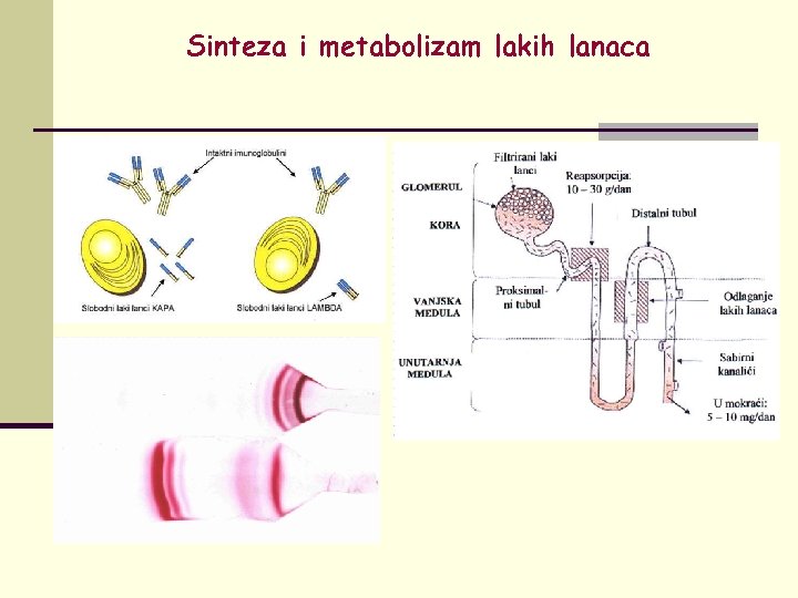Sinteza i metabolizam lakih lanaca 