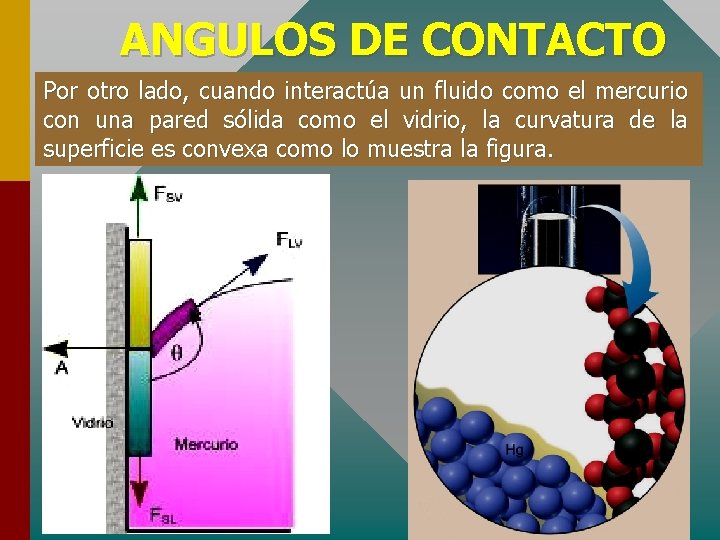 ANGULOS DE CONTACTO Por otro lado, cuando interactúa un fluido como el mercurio con