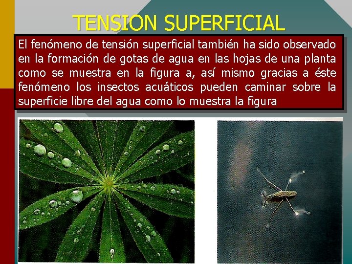 TENSION SUPERFICIAL El fenómeno de tensión superficial también ha sido observado en la formación
