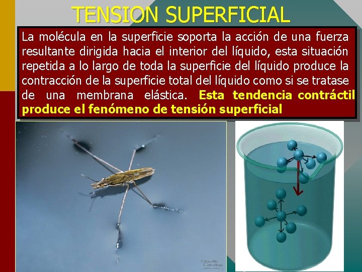 TENSION SUPERFICIAL La molécula en la superficie soporta la acción de una fuerza resultante