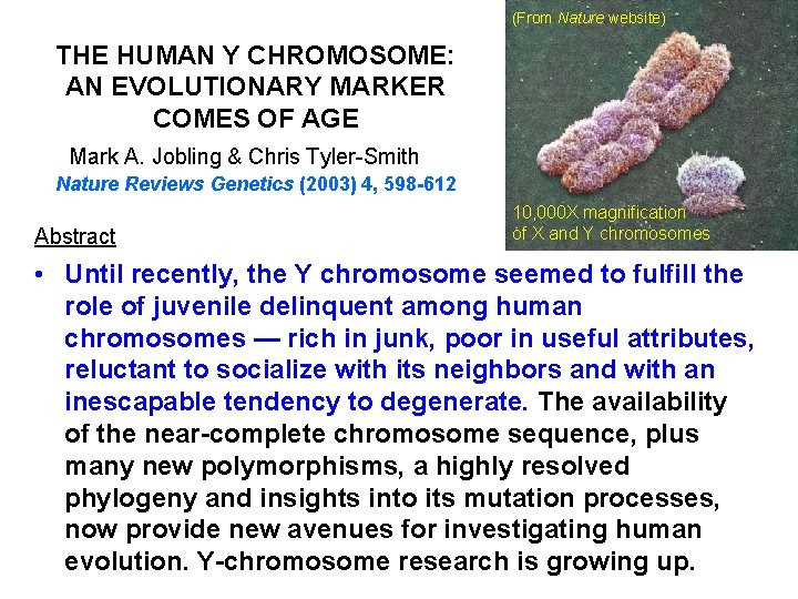 (From Nature website) THE HUMAN Y CHROMOSOME: AN EVOLUTIONARY MARKER COMES OF AGE Mark