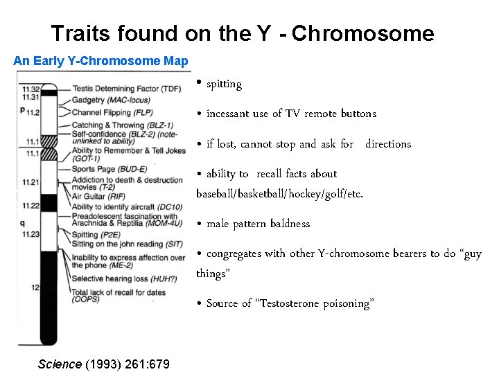 Traits found on the Y - Chromosome An Early Y-Chromosome Map • spitting •