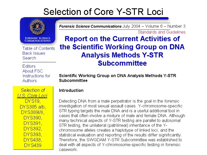 Selection of Core Y-STR Loci Selection of U. S. Core Loci: DYS 19, DYS
