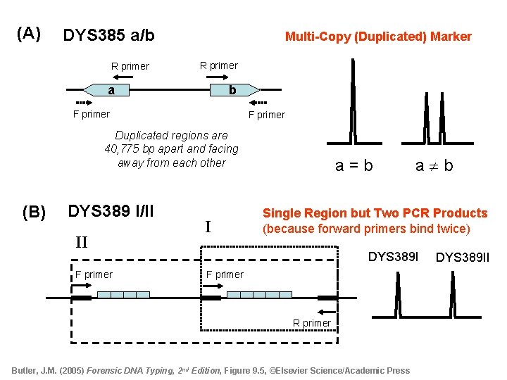 (A) DYS 385 a/b R primer Multi-Copy (Duplicated) Marker R primer a b F