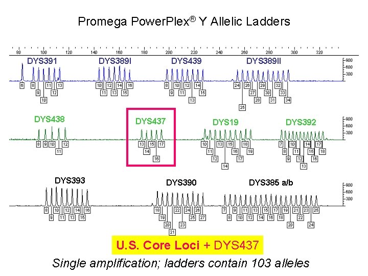 Promega Power. Plex® Y Allelic Ladders DYS 391 DYS 438 DYS 393 DYS 389