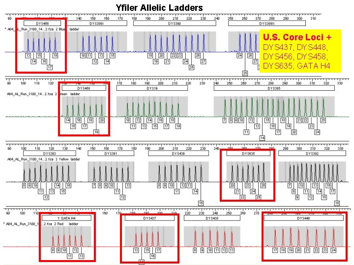Yfiler Allelic Ladders U. S. Core Loci + DYS 437, DYS 448, DYS 456,