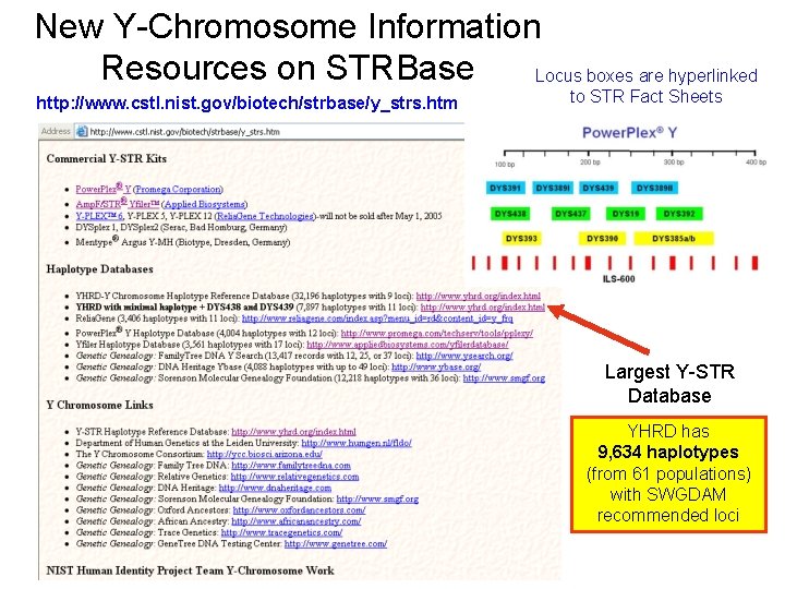 New Y-Chromosome Information Resources on STRBase Locus boxes are hyperlinked http: //www. cstl. nist.