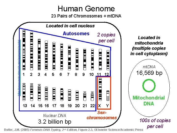 Human Genome 23 Pairs of Chromosomes + mt. DNA Located in cell nucleus http: