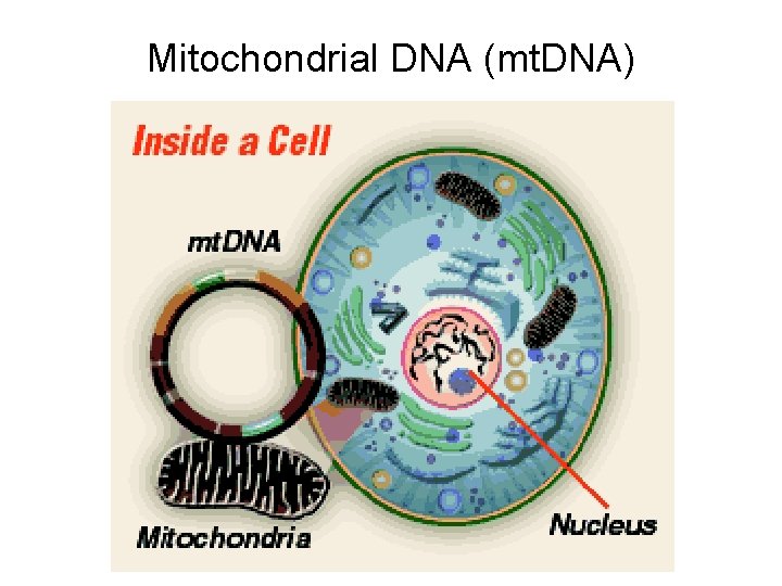Mitochondrial DNA (mt. DNA) 
