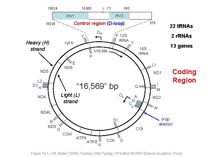16024 16365 1 73 340 HV 2 HV 1 Control region (D-loop) 16024 OH