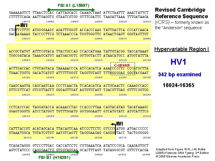 FBI A 1 (L 15997) GAAAAAGTCT TTAACTCCAC CATTAGCACC CAAAGCTAAG ATTCTAATTT AAACTATTCT CTTTTTCAGA AATTGAGGTG GTAATCGTGG