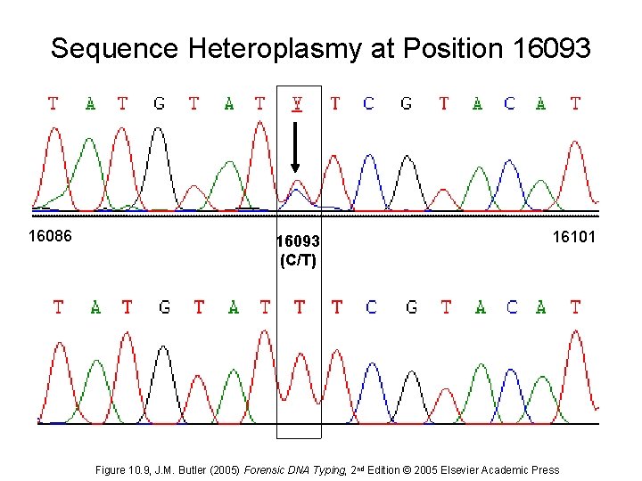 Sequence Heteroplasmy at Position 16093 16086 16093 (C/T) 16101 Figure 10. 9, J. M.