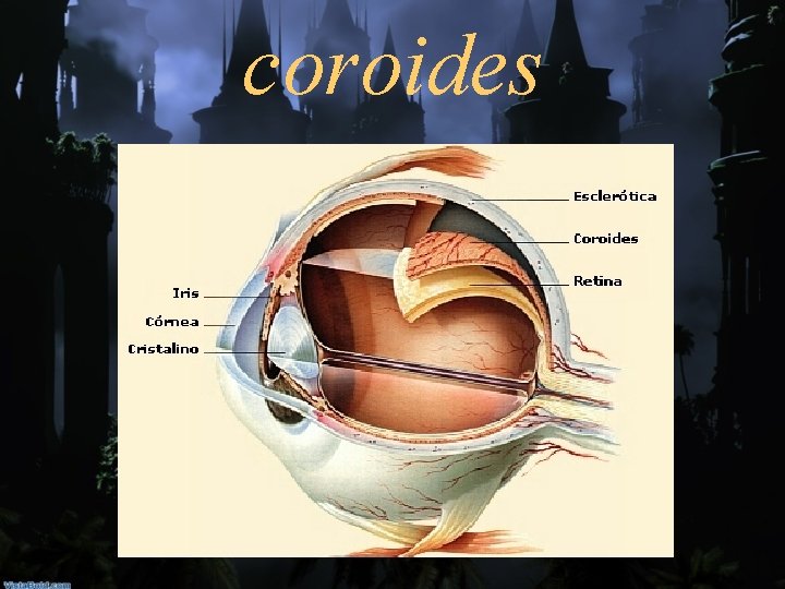coroides 