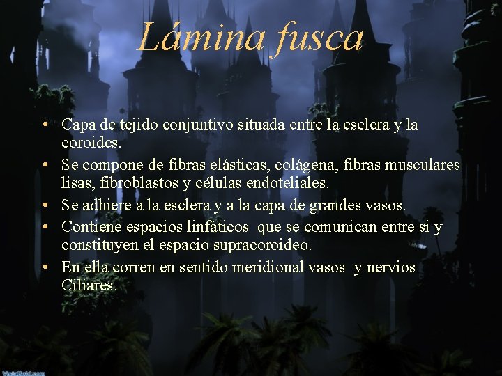 Lámina fusca • Capa de tejido conjuntivo situada entre la esclera y la coroides.