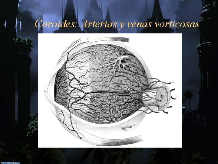 Coroides: Arterias y venas vorticosas 