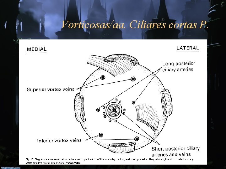 Vorticosas/aa. Ciliares cortas P. 