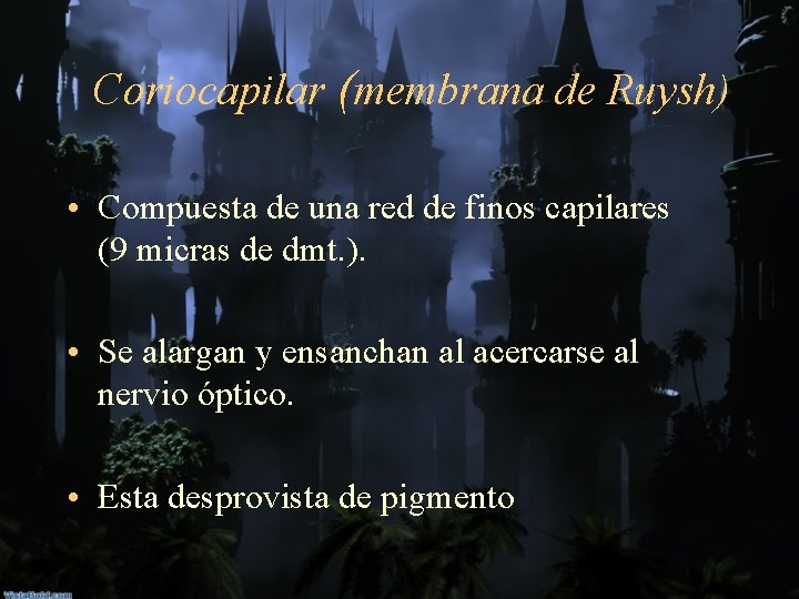 Coriocapilar (membrana de Ruysh) • Compuesta de una red de finos capilares (9 micras