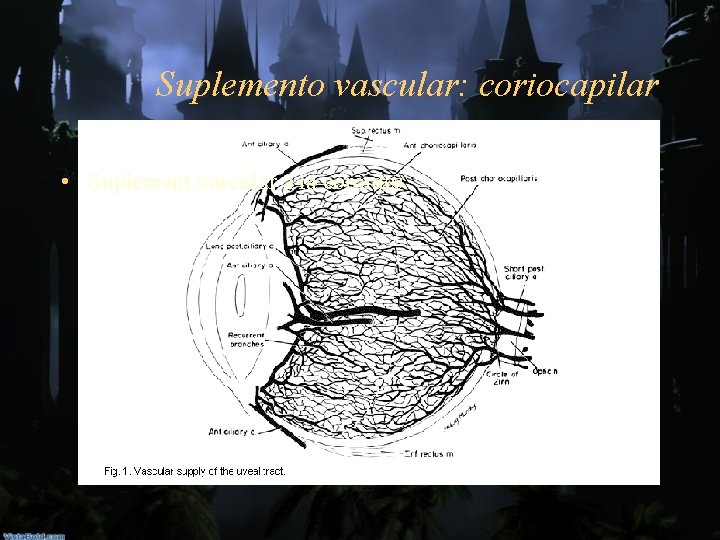 Suplemento vascular: coriocapilar • Suplement vascular a la coroides 