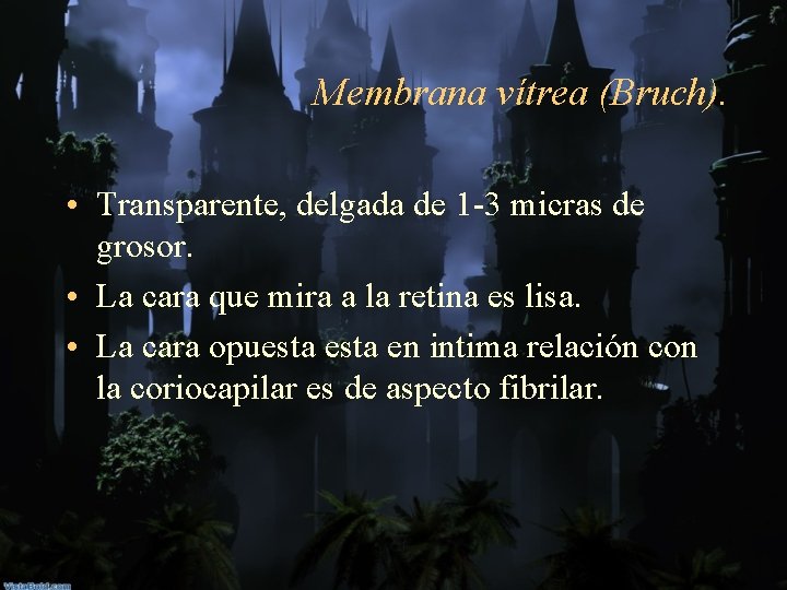 Membrana vítrea (Bruch). • Transparente, delgada de 1 -3 micras de grosor. • La