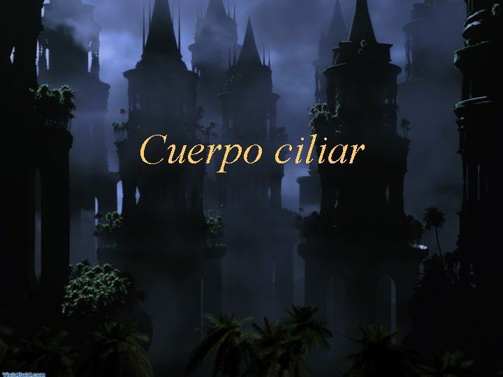 Cuerpo ciliar 
