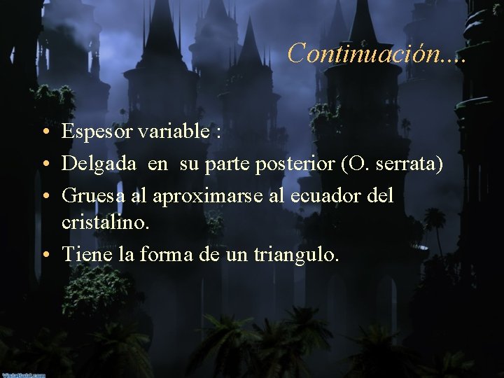 Continuación. . • Espesor variable : • Delgada en su parte posterior (O. serrata)