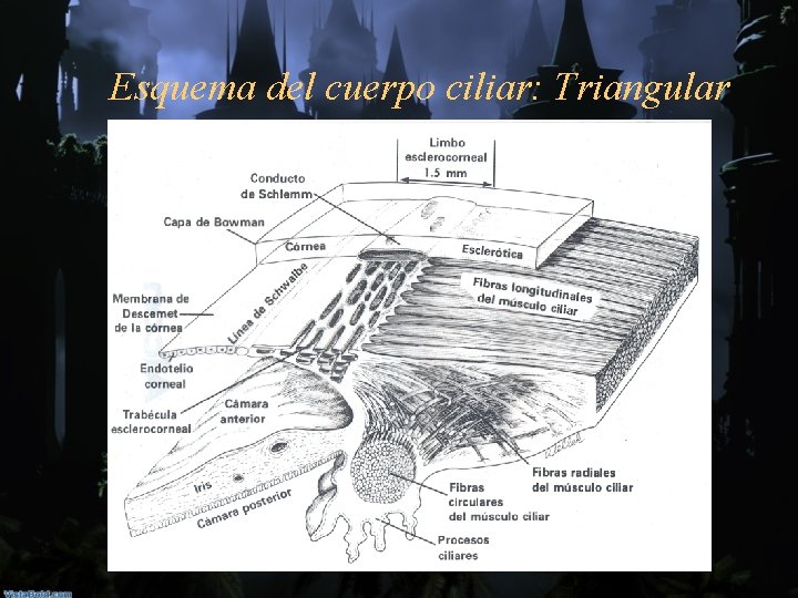 Esquema del cuerpo ciliar: Triangular 
