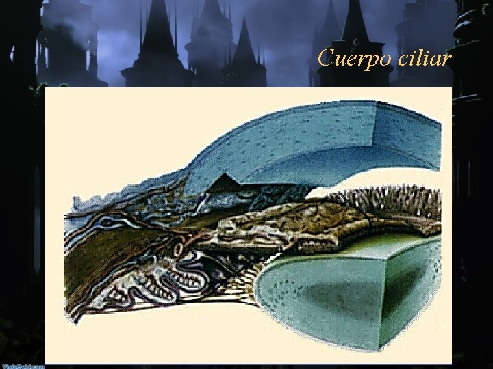 Cuerpo ciliar 