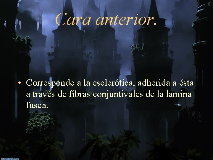 Cara anterior. • Corresponde a la esclerótica, adherida a ésta a través de fibras