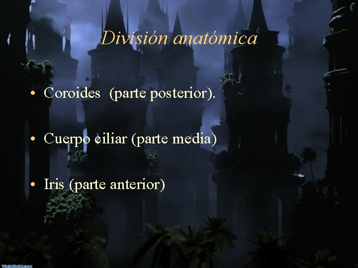 División anatómica • Coroides (parte posterior). • Cuerpo ciliar (parte media) • Iris (parte