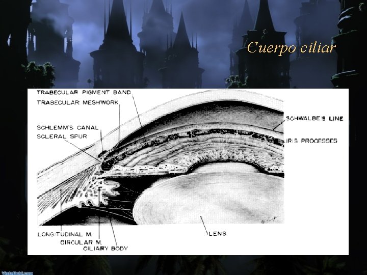 Cuerpo ciliar 