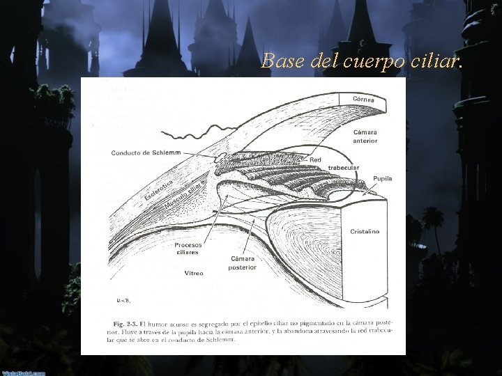 Base del cuerpo ciliar. 