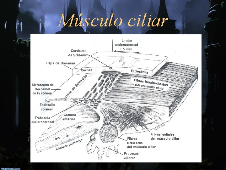 Músculo ciliar 