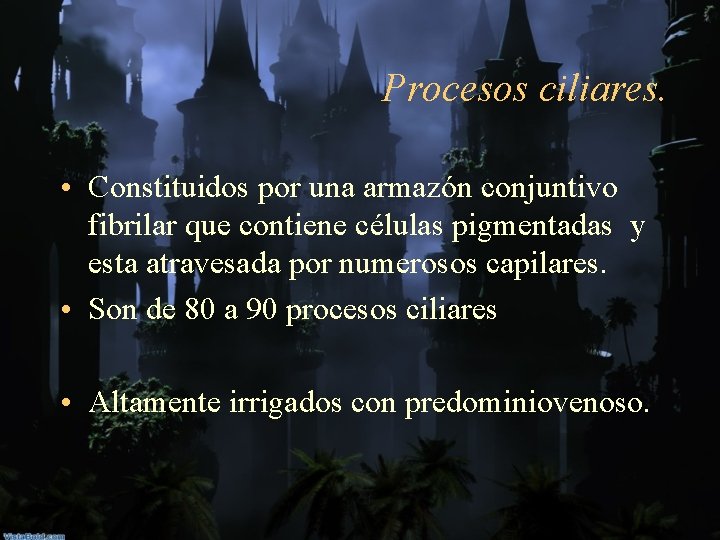 Procesos ciliares. • Constituidos por una armazón conjuntivo fibrilar que contiene células pigmentadas y