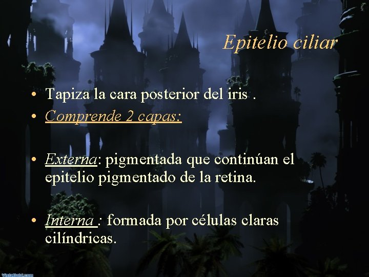Epitelio ciliar • Tapiza la cara posterior del iris. • Comprende 2 capas: •