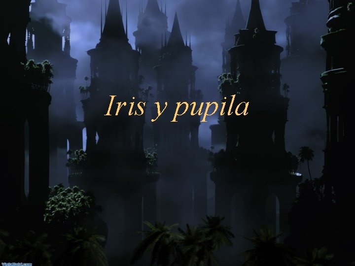 Iris y pupila 
