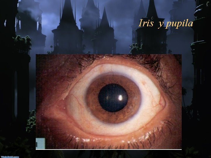 Iris y pupila 