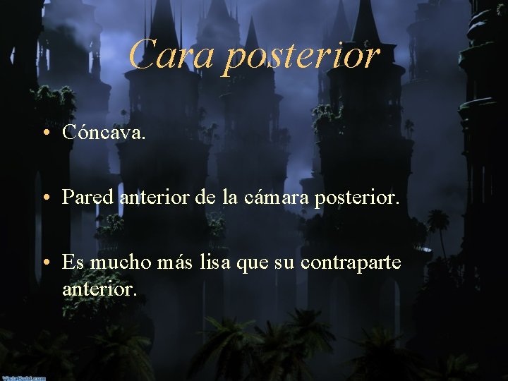 Cara posterior • Cóncava. • Pared anterior de la cámara posterior. • Es mucho