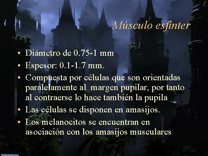 Músculo esfínter • Diámetro de 0. 75 -1 mm • Espesor: 0. 1 -1.