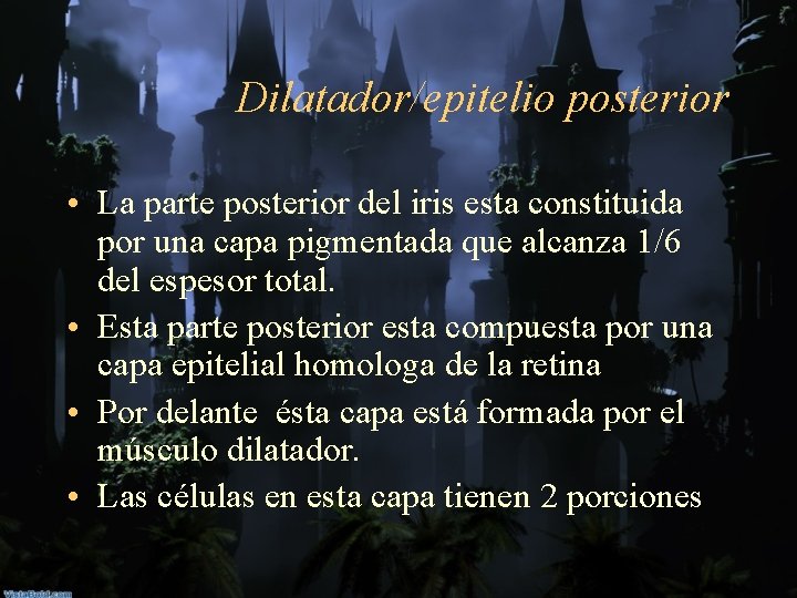 Dilatador/epitelio posterior • La parte posterior del iris esta constituida por una capa pigmentada