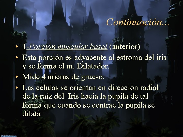 Continuación. . . • 1 -Porción muscular basal (anterior) • Esta porción es adyacente