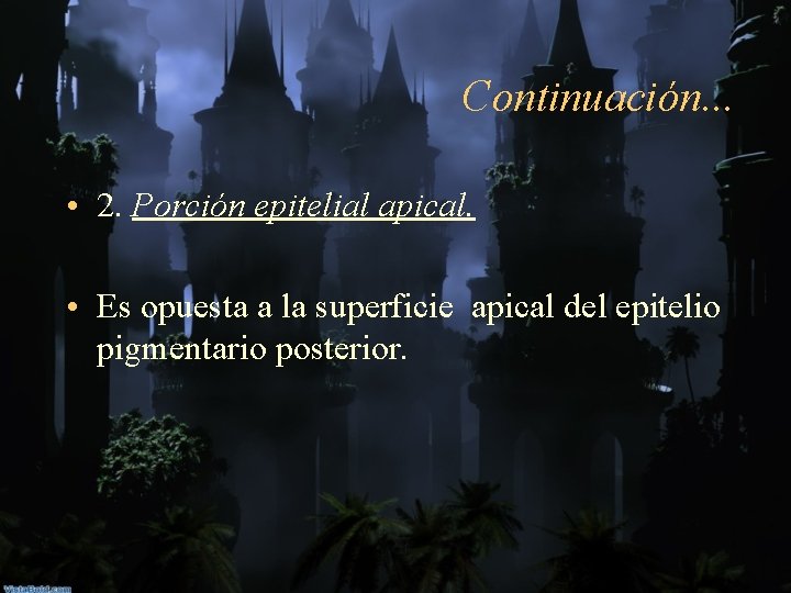 Continuación. . . • 2. Porción epitelial apical. • Es opuesta a la superficie