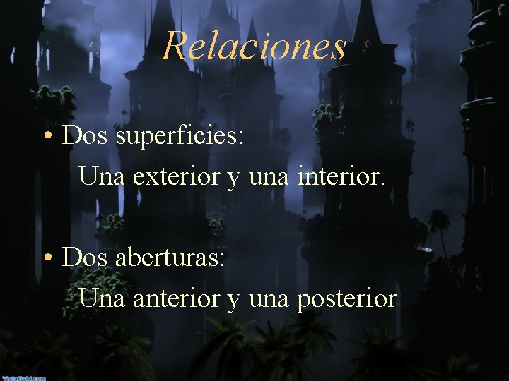 Relaciones • Dos superficies: Una exterior y una interior. • Dos aberturas: Una anterior