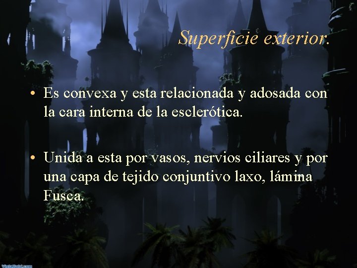 Superficie exterior. • Es convexa y esta relacionada y adosada con la cara interna