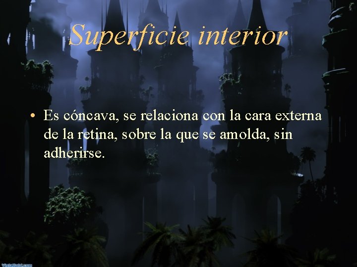 Superficie interior • Es cóncava, se relaciona con la cara externa de la retina,