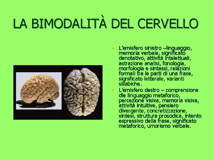 LA BIMODALITÀ DEL CERVELLO • L’emisfero sinistro –linguaggio, • memoria verbale, significato denotativo, attività