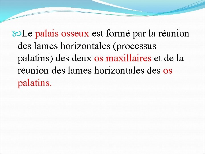  Le palais osseux est formé par la réunion des lames horizontales (processus palatins)