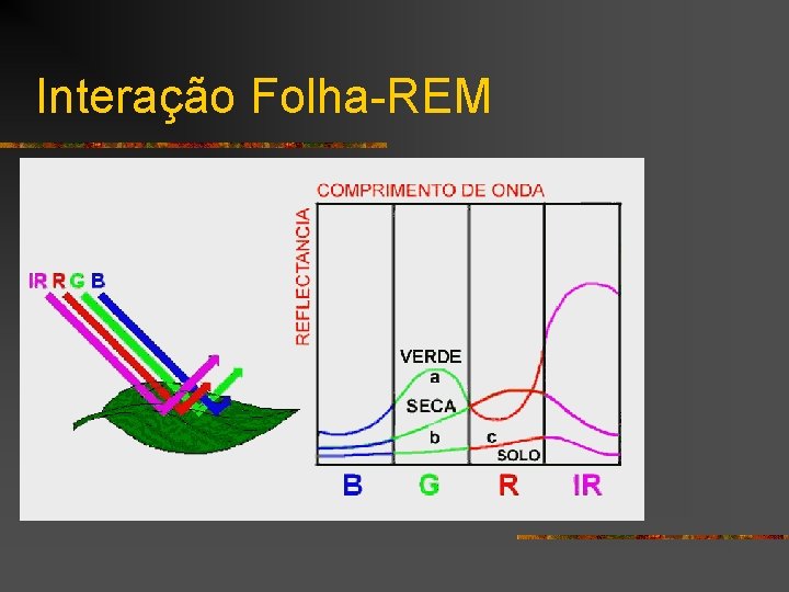 Interação Folha-REM 