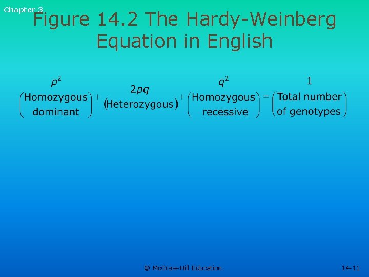 Chapter 3 Figure 14. 2 The Hardy-Weinberg Equation in English © Mc. Graw-Hill Education.