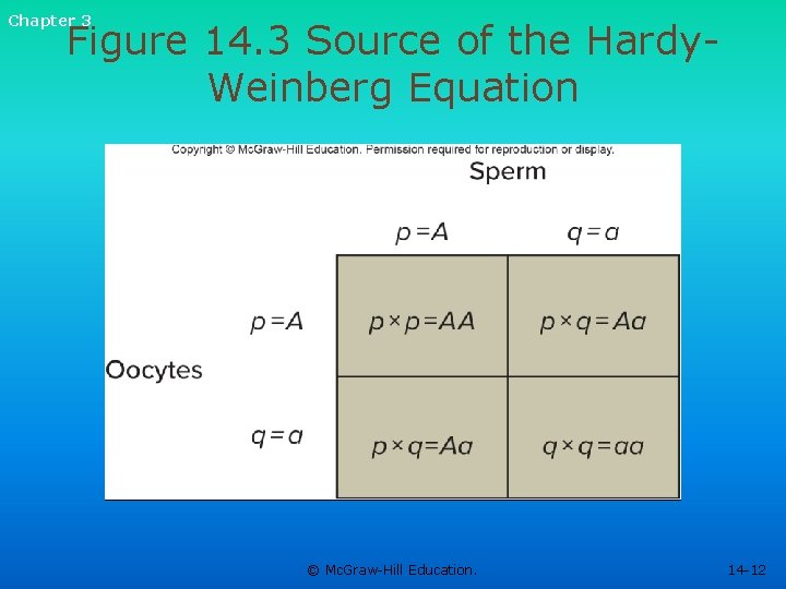 Chapter 3 Figure 14. 3 Source of the Hardy. Weinberg Equation © Mc. Graw-Hill