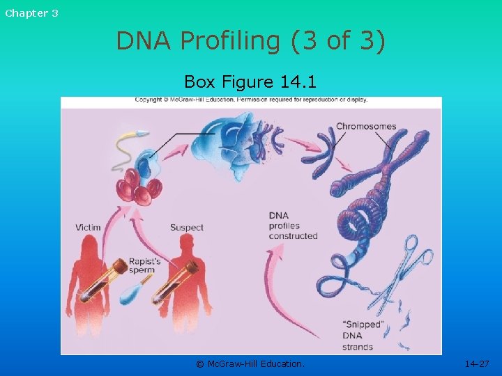 Chapter 3 DNA Profiling (3 of 3) Box Figure 14. 1 © Mc. Graw-Hill